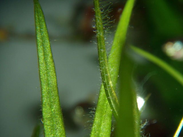 oedogonium 2 oedogonium 2