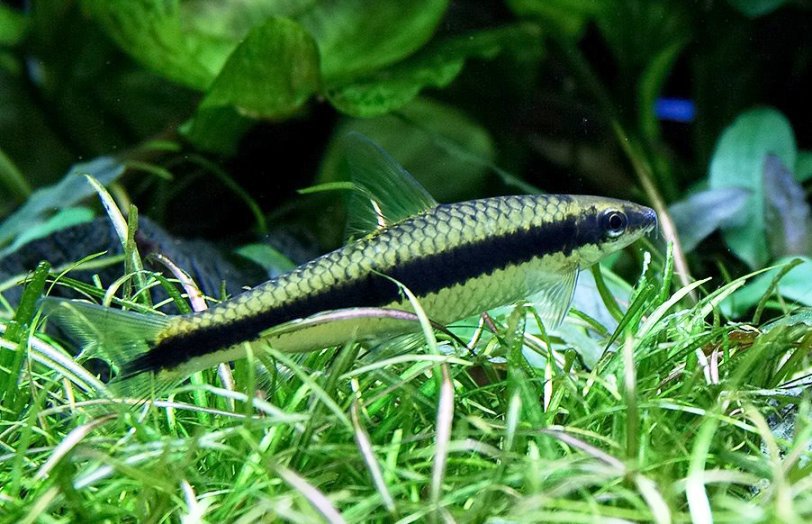 Crossocheilus siamensis Crossocheilus siamensis