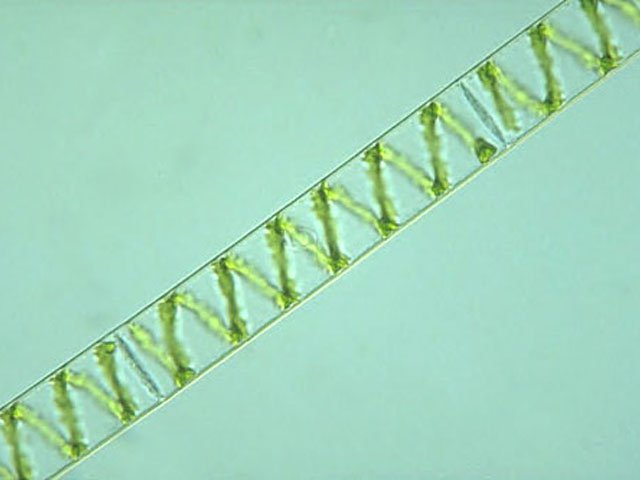 spirogyra 2 spirogyra 2
