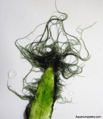staghorn 1 staghorn 1