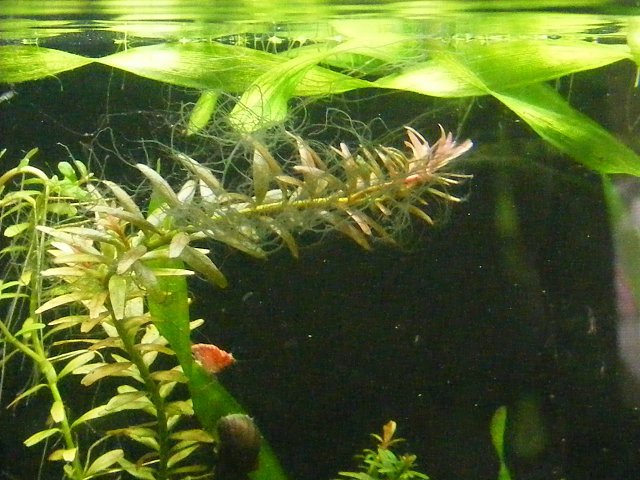 staghorn staghorn