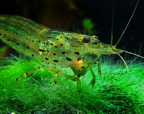 caridina japonica caridina japonica
