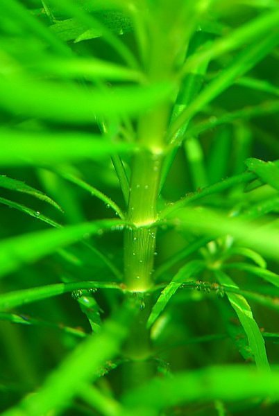 limnophila limnophila
