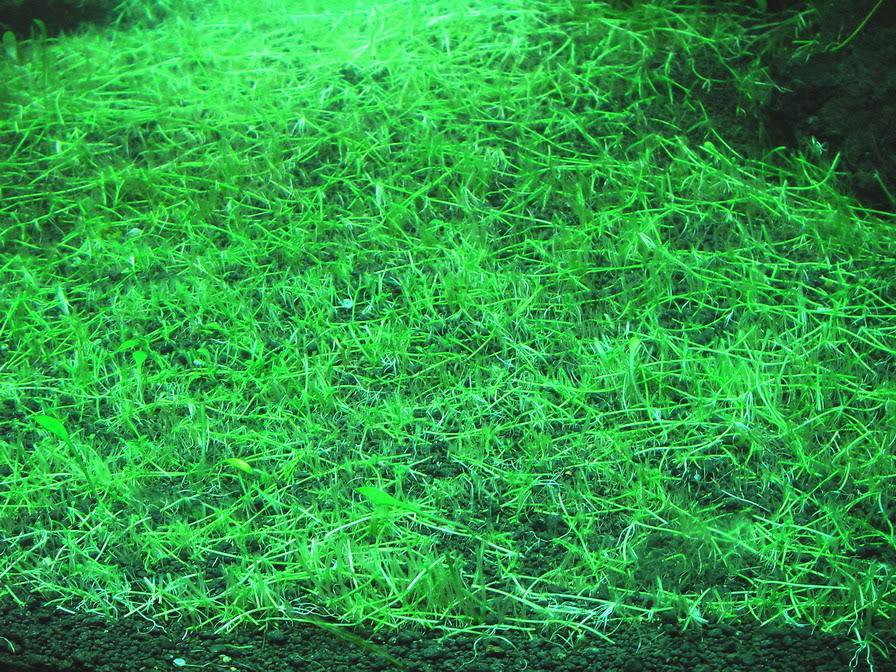 eleocharis eleocharis